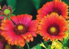 Get your sunny disposition on by planning your garden with ‘Heat It Up’ Blanket Flowers
