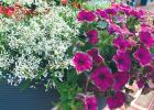 Diamond Snow Euphorbia: A garden game changer