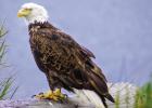 Exploring Nature: Eagles & Acorns