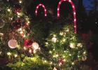 Living Christmas trees create lasting family memories