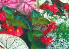 Diamond Snow Euphorbia: A garden game changer