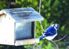 Exploring Nature: Birds & Migration