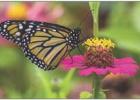 Exploring Nature: Bountiful Butterflies