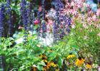 Rockin Playin the Blues Salvia: All About the bees, birds and butterflies