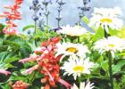 New Shasta Daisies like dessert for landscapes