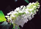 The color white & the moonlit garden: Enchanting, magical, and full of memories