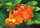 New Chicklet Orange will delight hummingbirds and butterflies