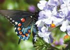 A stormburst of verbena blossoms and butterflies awaits your pollinator garden