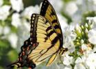 Exploring Nature: Bountiful Butterflies