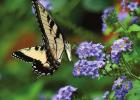 Augusta Lavender Heliotrope tops must-have plants list for 2022