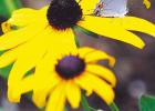 Look to create a gold rush for this award-winning Rudbeckia in 2023