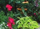 Go boldly into August with blazing Geraniums