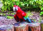 Exploring Nature: Costa Rica
