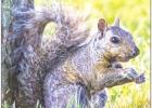 Exploring Nature: Splooting Squirrels