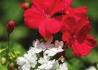Go boldly into August with blazing Geraniums