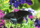 The early butterfly gets the verbena