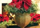 Frost Your Poinsettia for a Christmas remembered