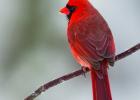 Exploring Nature: Northern Cardinals