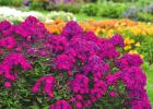 Luminary series of summer phlox offers color and fragrance