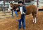 Hays County Livestock Show, SMCSID, Dripping Springs, San Marcos News, San Marcos Record